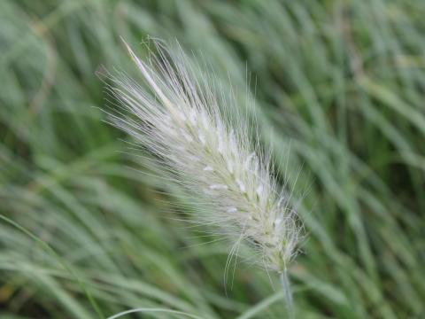 Pennisetum villosum