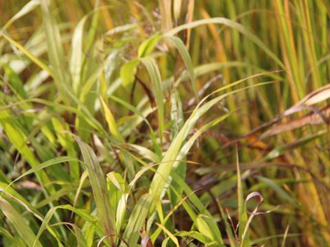 Phragmites australis