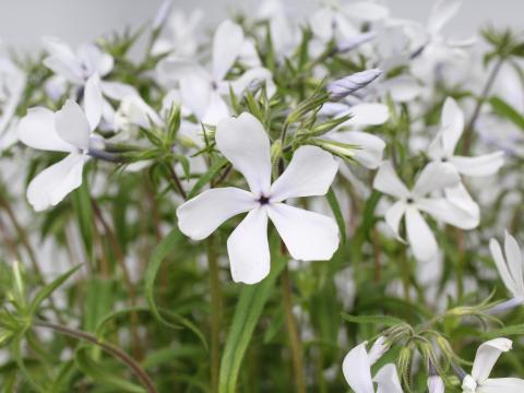 Phlox divaricata 'White Perfume'