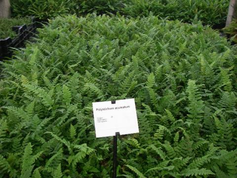 Polystichum aculeatum