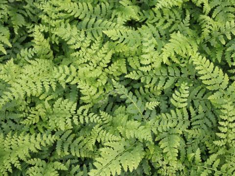 Polystichum braunii