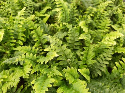 Polystichum munitum