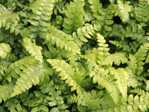 Polystichum polyblepharum