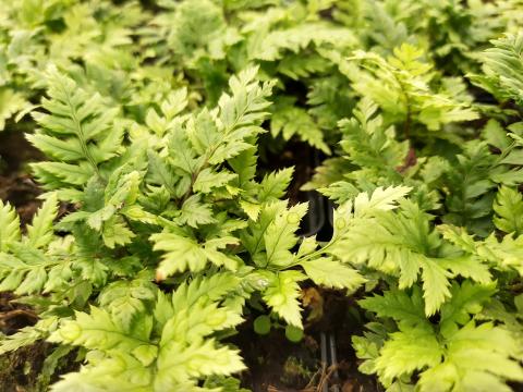 Polystichum rigens