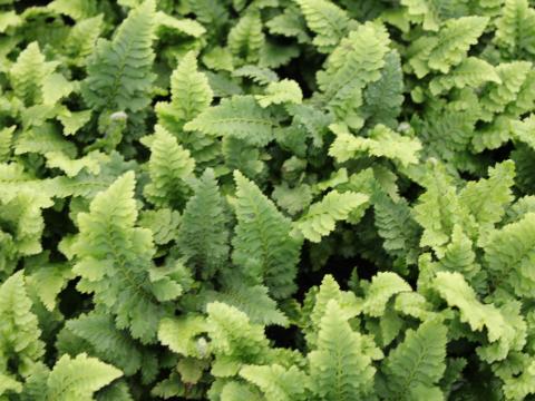 Polystichum setiferum 'Congestum'