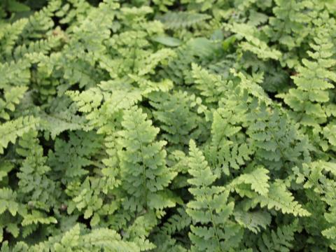 Polystichum setiferum 'Dahlem'