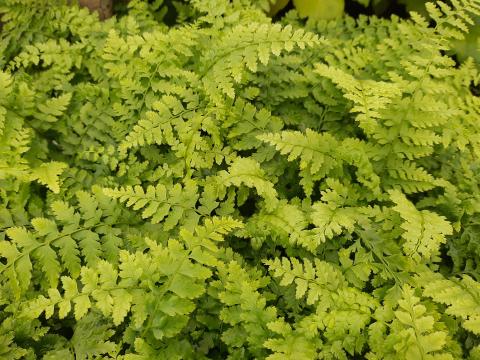 Polystichum setiferum