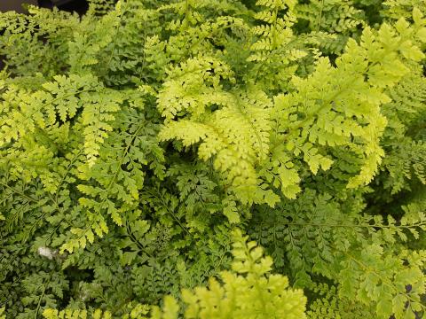 Polystichum setiferum 'Herrenhausen'