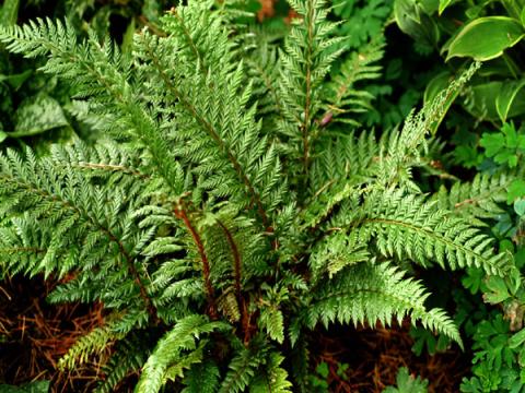 Polystichum neolobatum 'Shiny Holly Fern' Polystichum neolobatum 'Shiny Holly Fern'