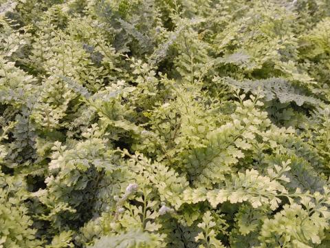 Polystichum setiferum 'Plumoso-densum'