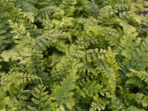 Polystichum setiferum 'Proliferum'