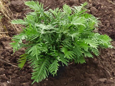 Polypodium vulgare 'Whitley Giant'