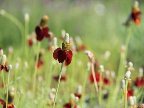 Ratibida columnifera f. pulcherrima