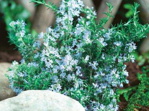 Rosmarinus officinalis 'Blue Winter'