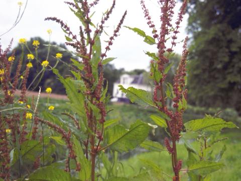 Rumex acetosa