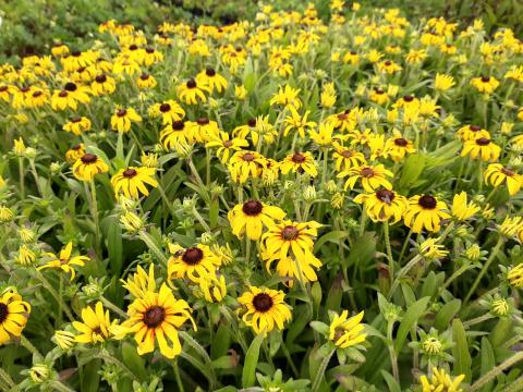 Rudbeckia 'American Gold Rush' Rudbeckia 'American Gold Rush'