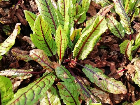 Rumex sanguineus