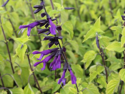 Salvia  'Amistadt' ®