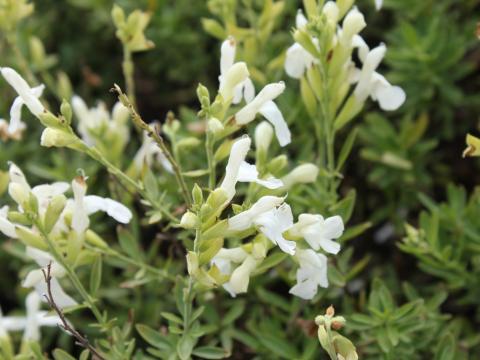 Salvia greggii 'Alba'