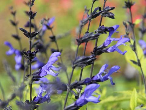 Salvia guaranitica 'Black & Blue'