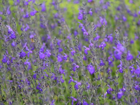 Salvia greggii 'Blue Note'