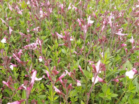 Salvia greggii 'Joy'