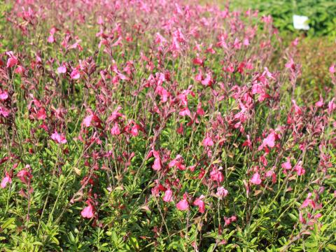 Salvia greggii 'Lipstick'