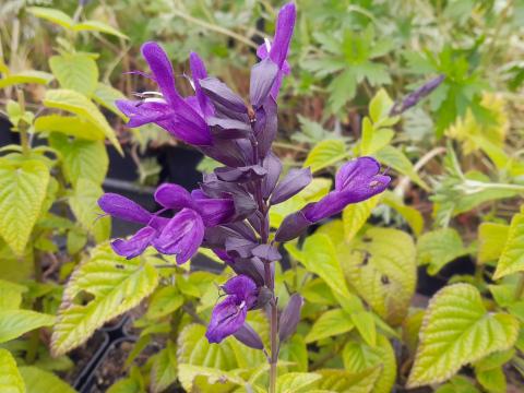 Salvia guaranitica 'Purple & Bloom'