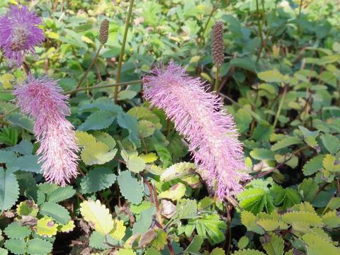 Sanguisorba hakusanensis 'Lilac Squirrel'