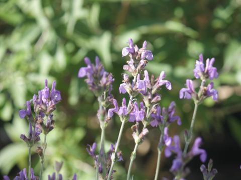 Salvia lavendulifolia