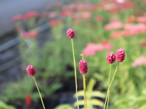 Sanguisorba menziesii