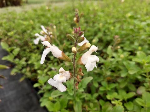 Salvia microphylla 'Gletsjer'