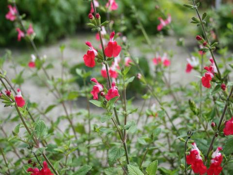 Salvia microphylla 'Hot Lips'