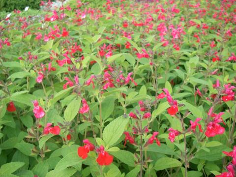 Salvia microphylla (grahamii)