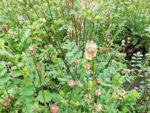 Sanguisorba minor