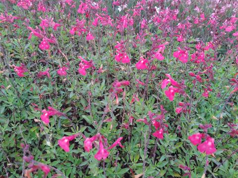 Salvia microphylla 'Pink Beauty'