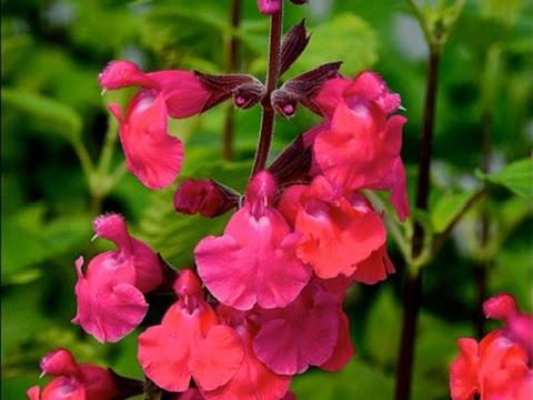 Salvia microphylla 'Pink Pong' ®