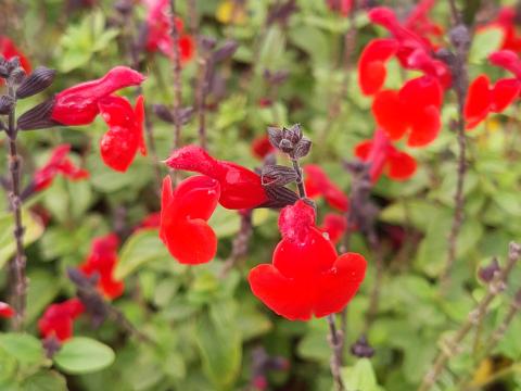 Salvia microphylla 'Royal Bumble'