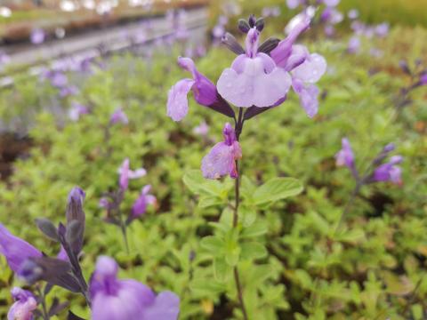 Salvia microphylla 'So Cool Pale Blue'