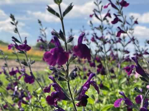 Salvia microphylla 'Salvinio Dark Purple' ®