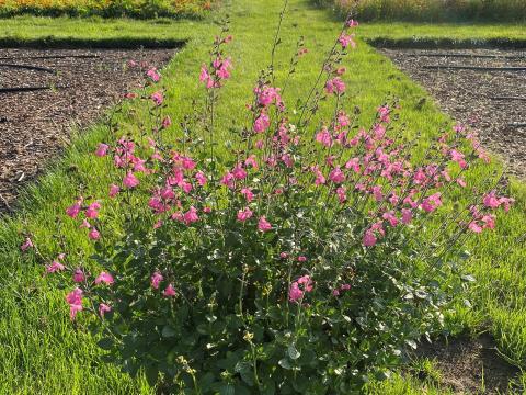 Salvia microphylla 'Salvinio Pink' ®