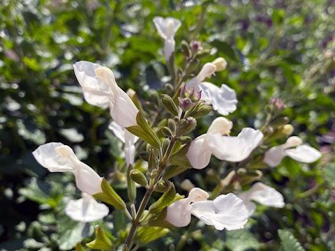 Salvia microphylla 'Salvinio White' ®