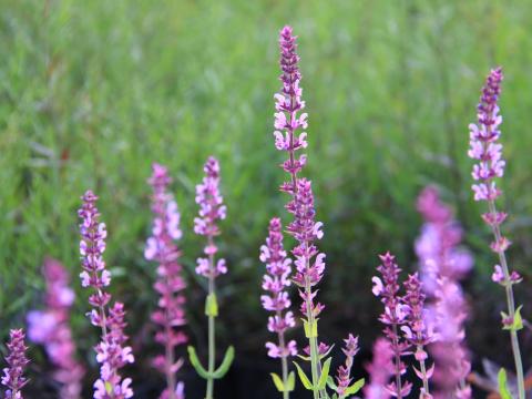 Salvia nemorosa 'Amethyst'