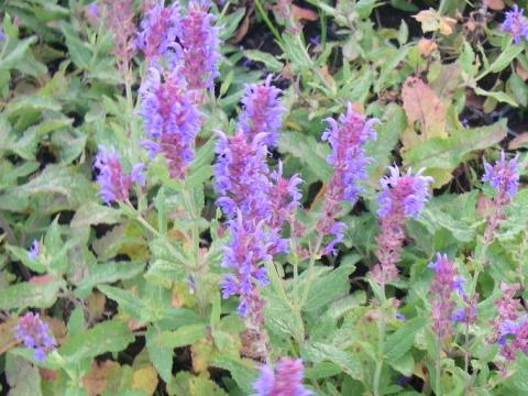 Salvia nemorosa 'Blauhügel'