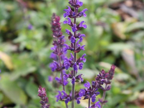 Salvia nemorosa 'Blaukönigin'