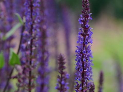 Salvia nemorosa 'Caradonna'