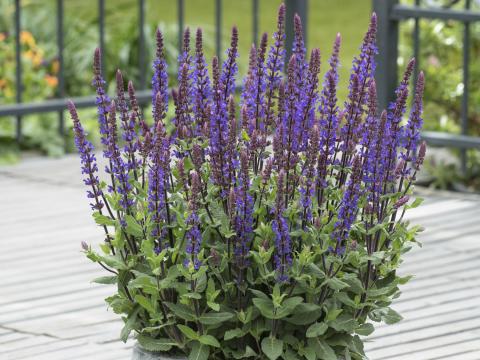 Salvia nemorosa 'Caradonna Compact'