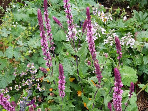 Salvia nemorosa 'Caradonna Pink'