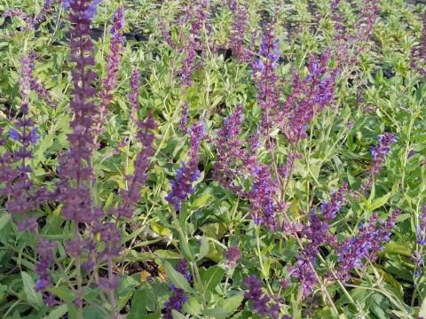 Salvia nemorosa