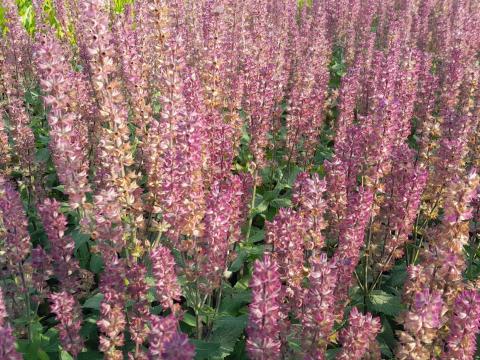 Salvia nemorosa 'Katsjing' ®